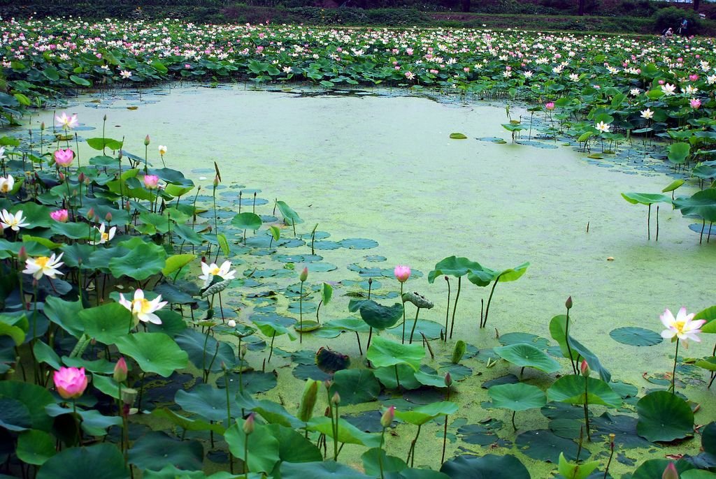 lotus-lake